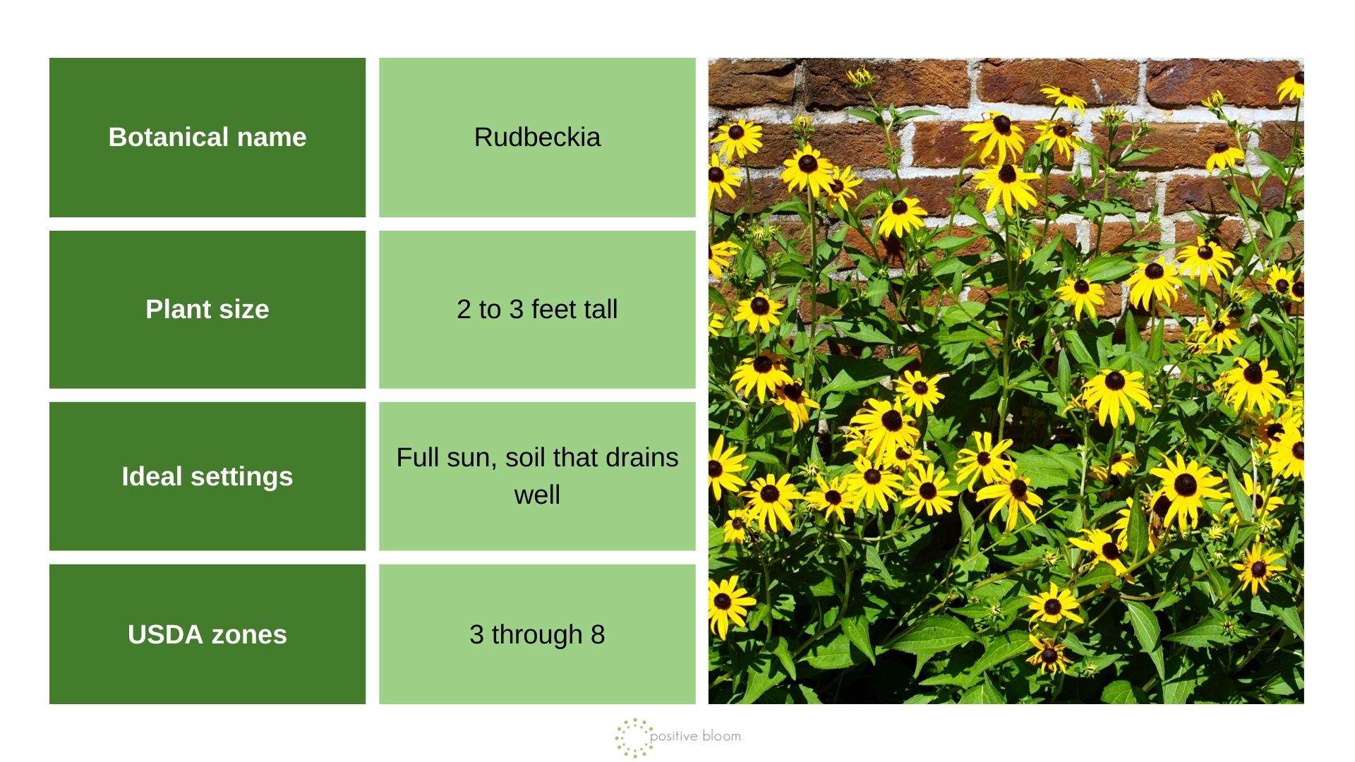 Black-eyed Susan info chart and photo