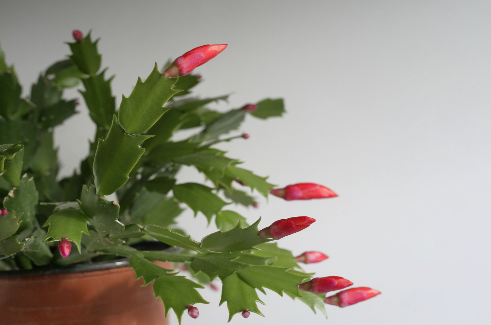 Blooming Christmas Cactus