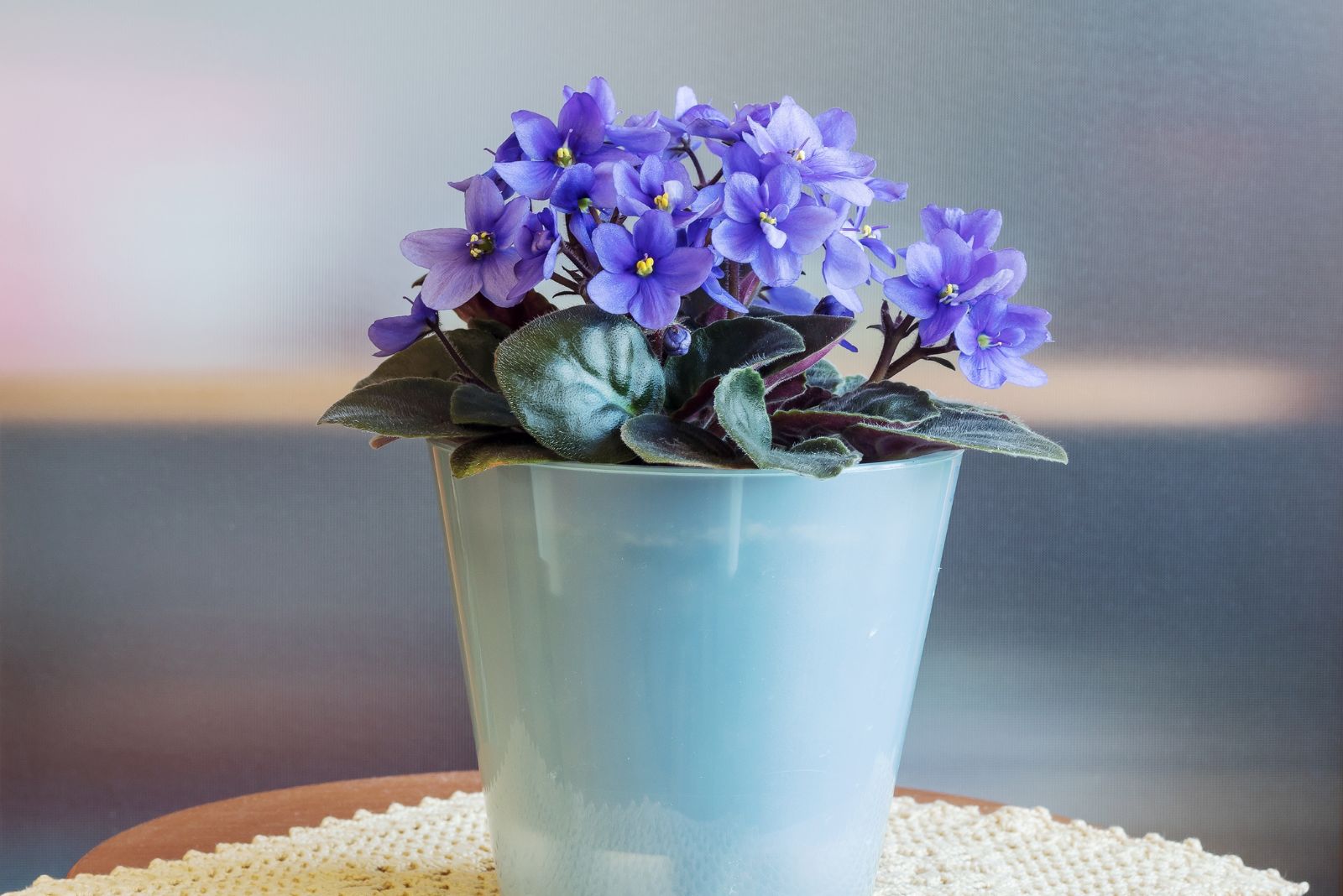 Blooming domestic blue perennial African violet (Saintpaulia) in a flower pot