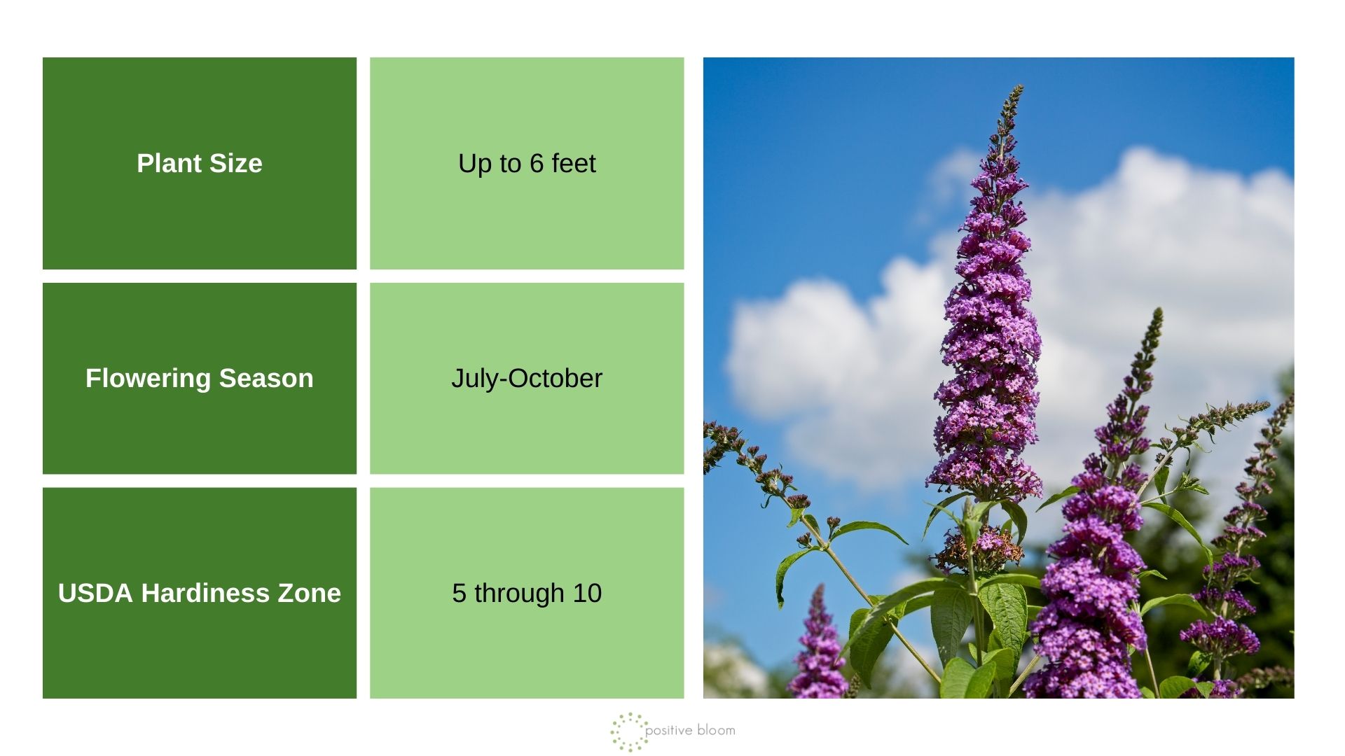Butterfly Bush info chart and photo