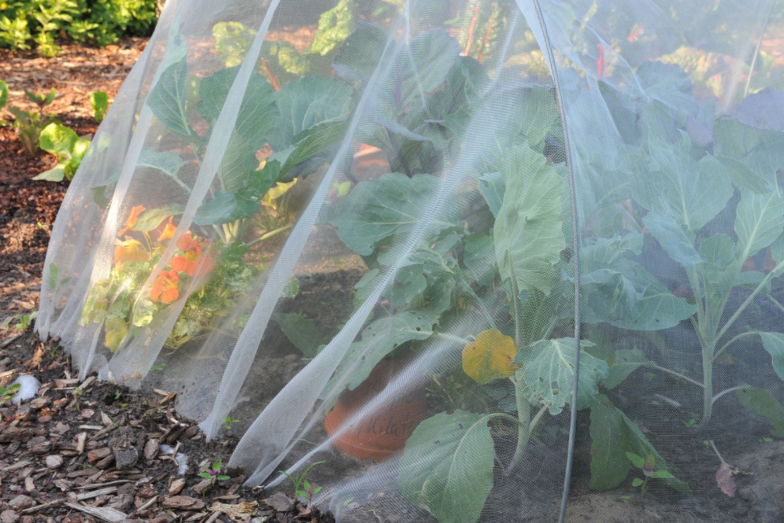 Cabbage is covered by a horticultural fleece