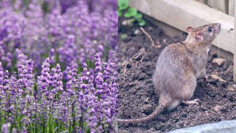 photo of lavender and rats