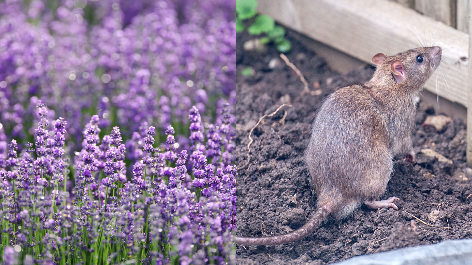 photo of lavender and rats