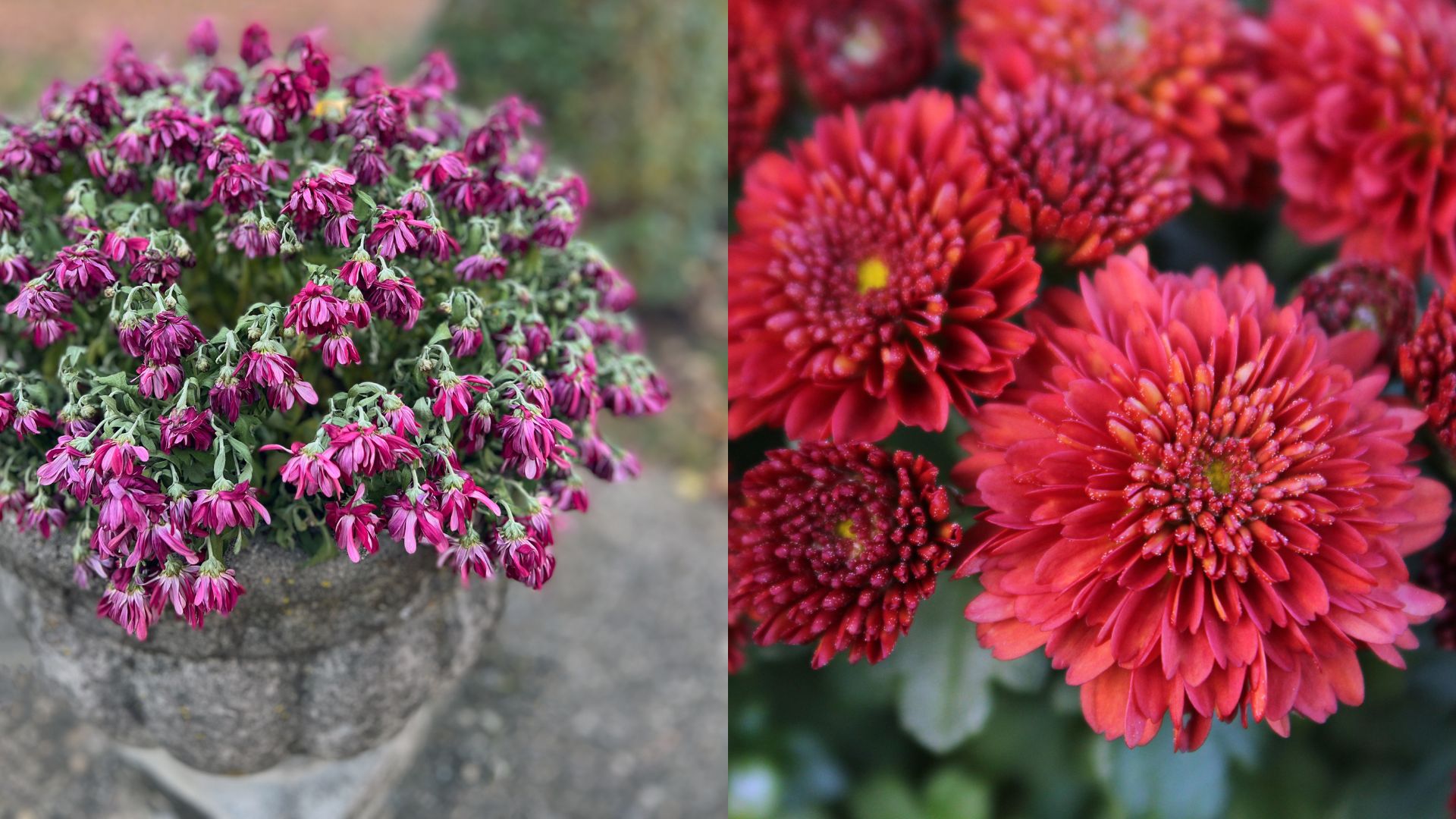 is it really possible to grow already-dead mums in your garden