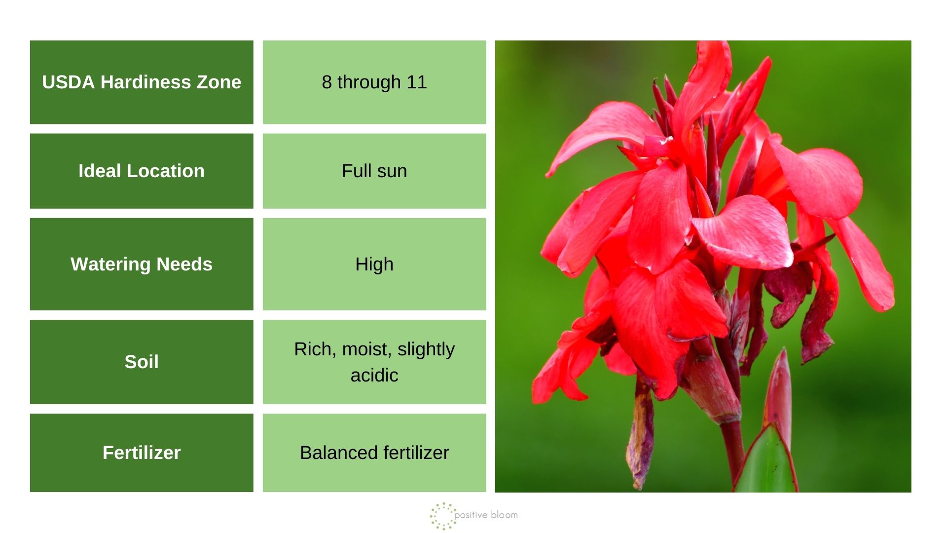 Cannas info chart and photo