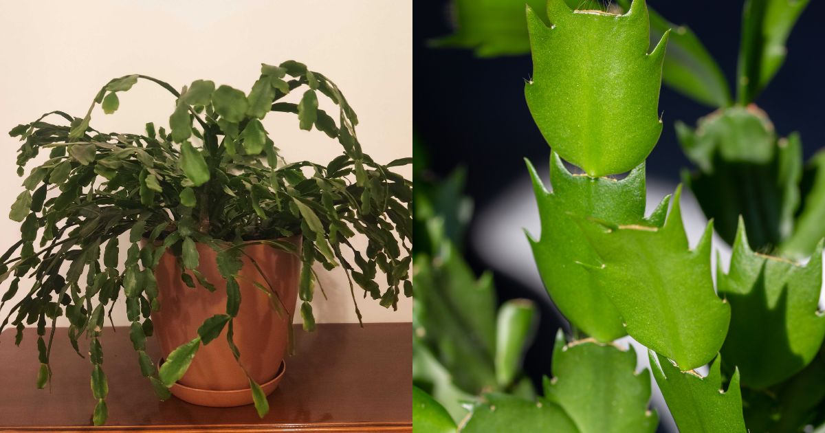 Christmas Cactus Or Thanksgiving Cactus – Which One Do You Have?
