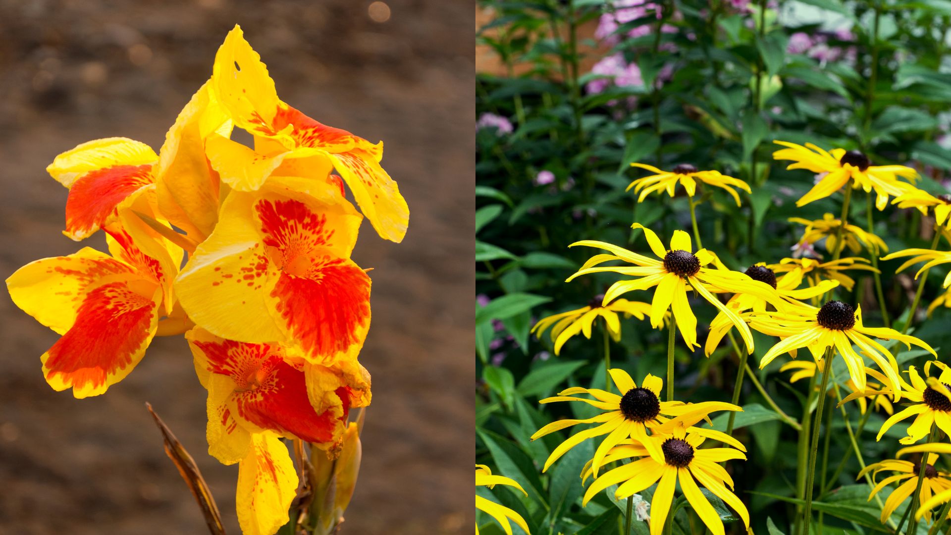 14 Yellow Perennial Flowers That Will Liven Up Your Garden
