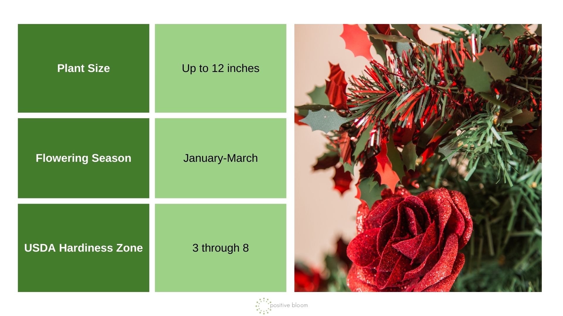 Christmas Rose info chart and photo