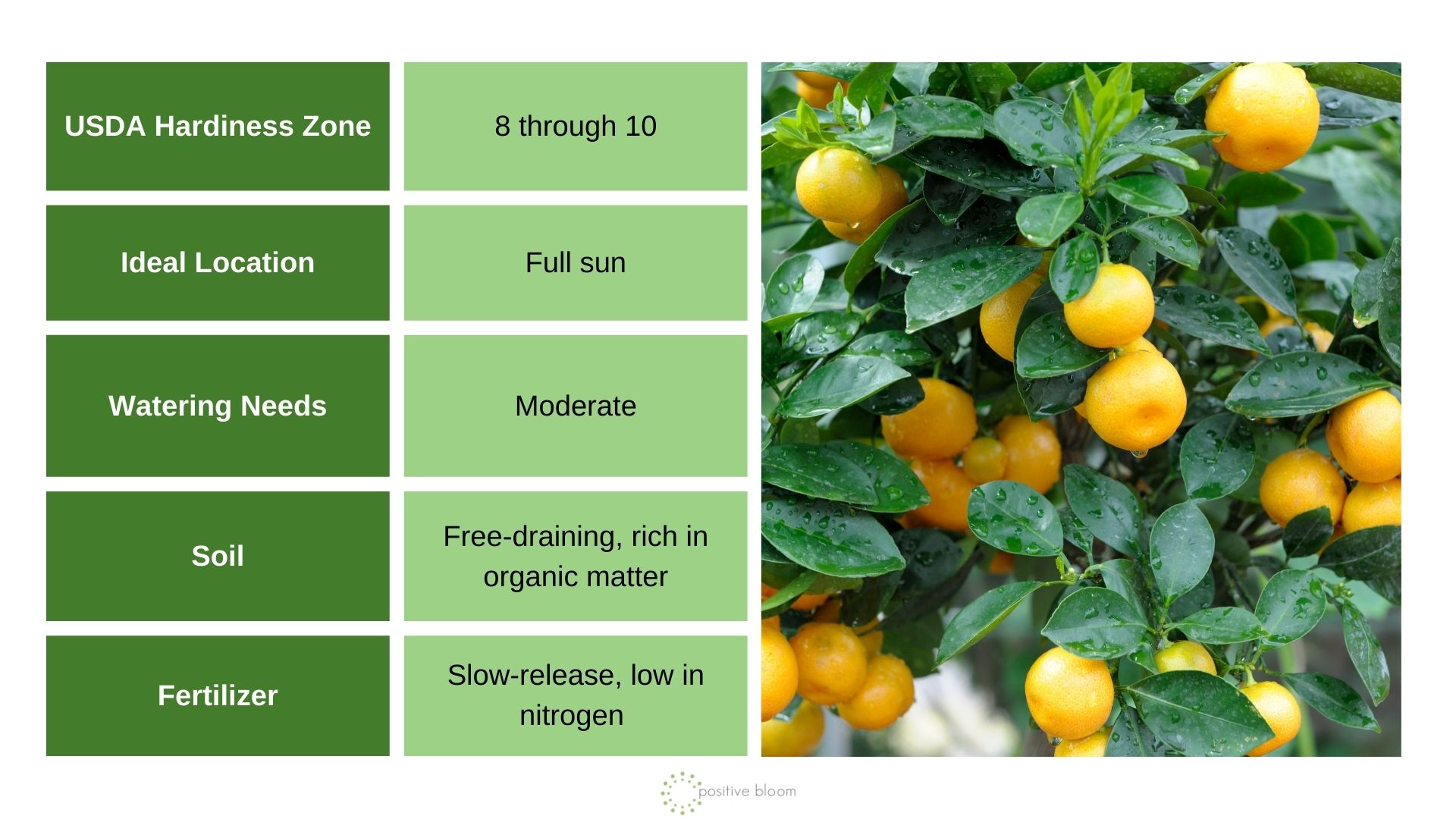 Citrus Trees info chart and photo