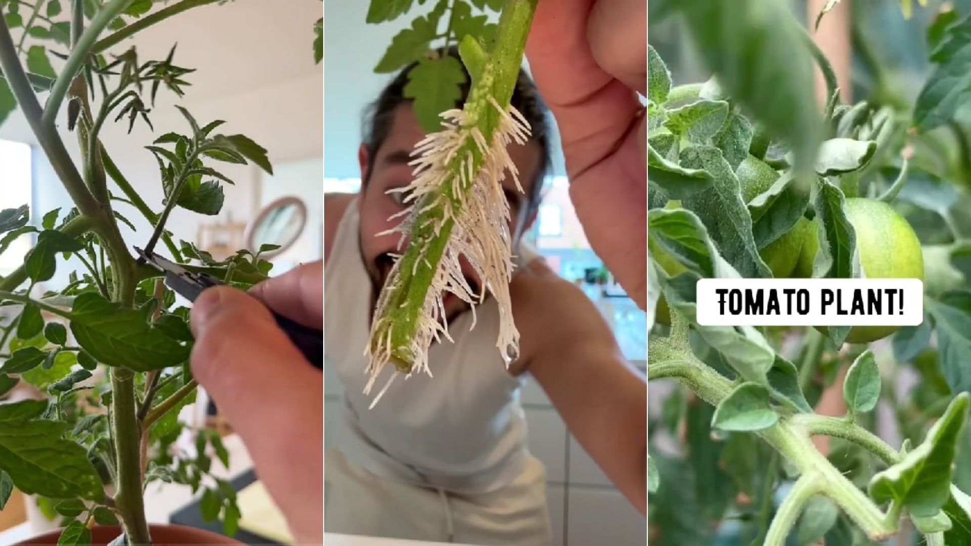 Clone Your Tomato Plants To Infinity With This Simple Trick