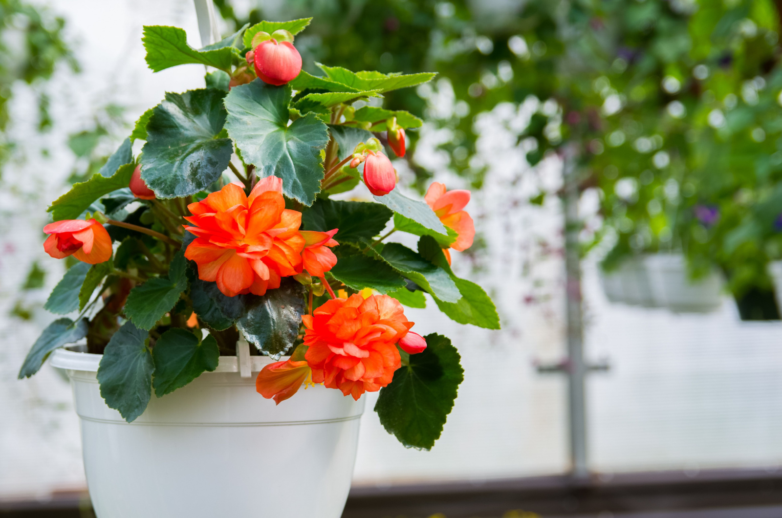 Closeup of begonia plant in a white pot