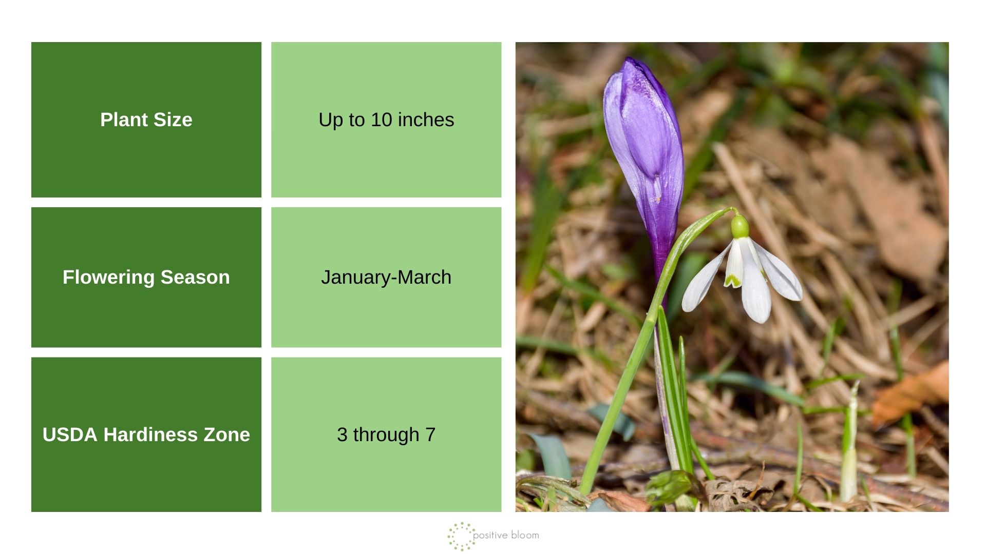 Common Snowdrop info chart and photo