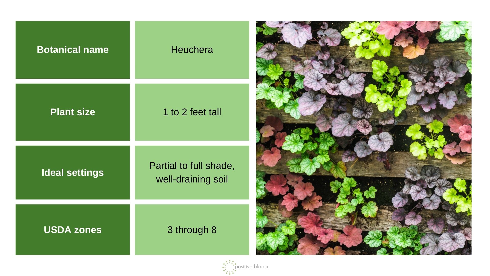 Coral Bells info chart and photo