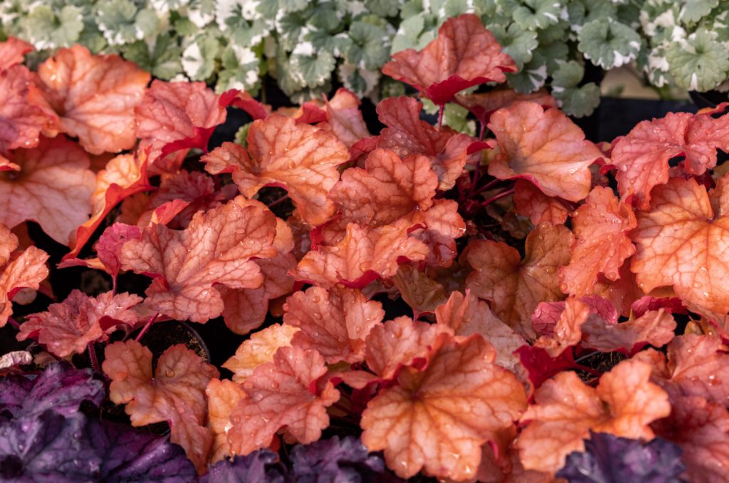 Coral Bells plants