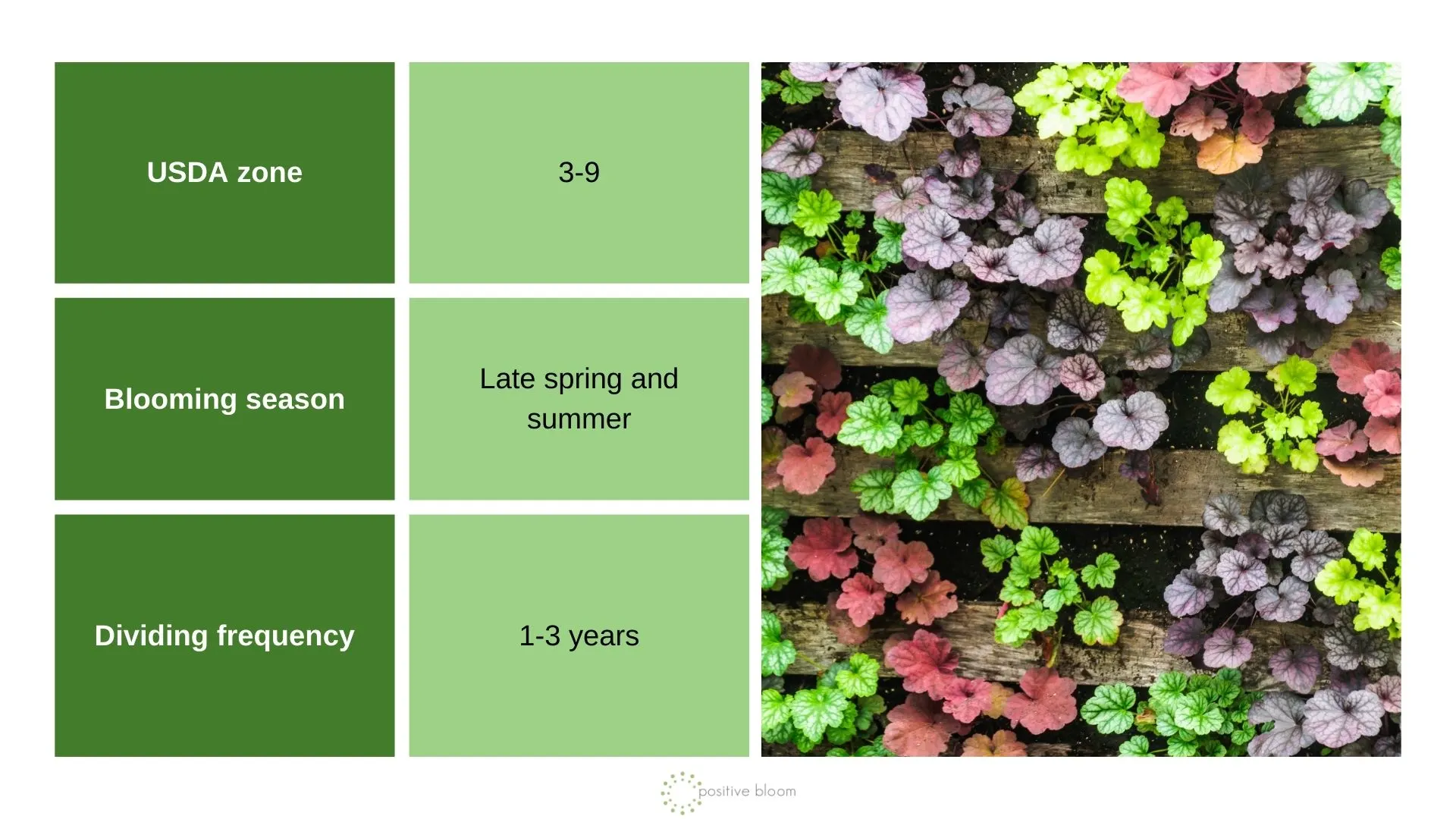 Coral Bells