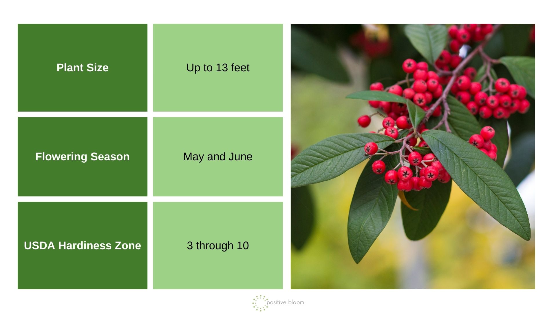 Cotoneaster sternianus info chart and photo