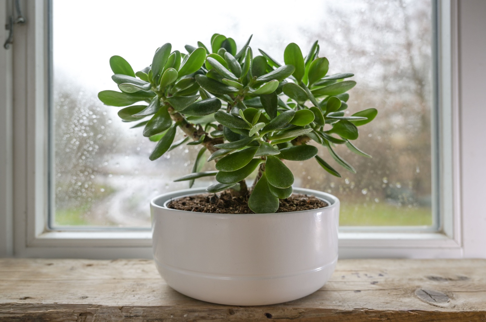 Crassula ovata on a window sill