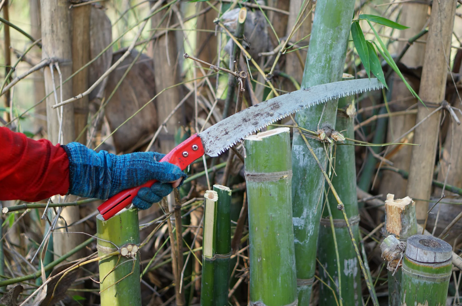 Cutting green bamboo tree by hand-held curve saw