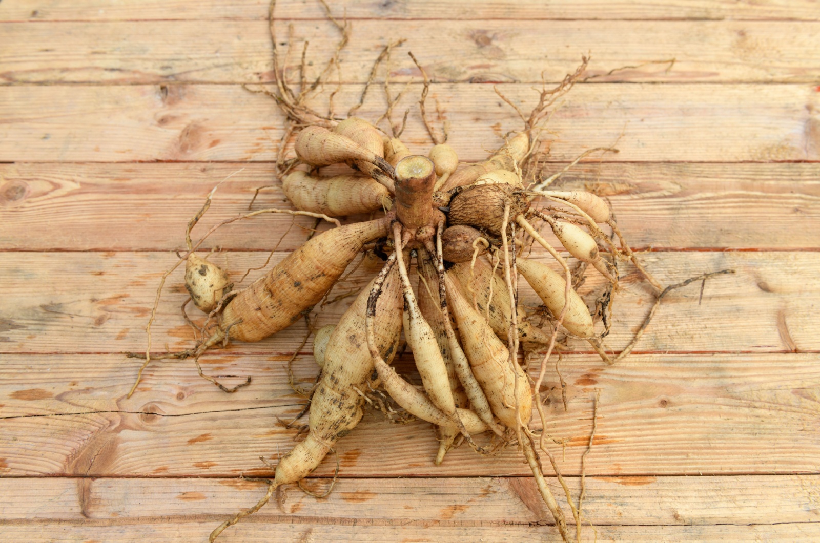 Dahlia tubers