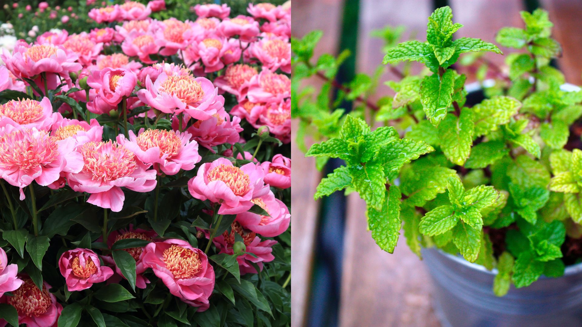 Discover The Low-Maintenance Herb To Help Your Peonies Thrive
