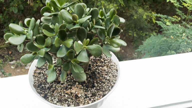 jade plant perks