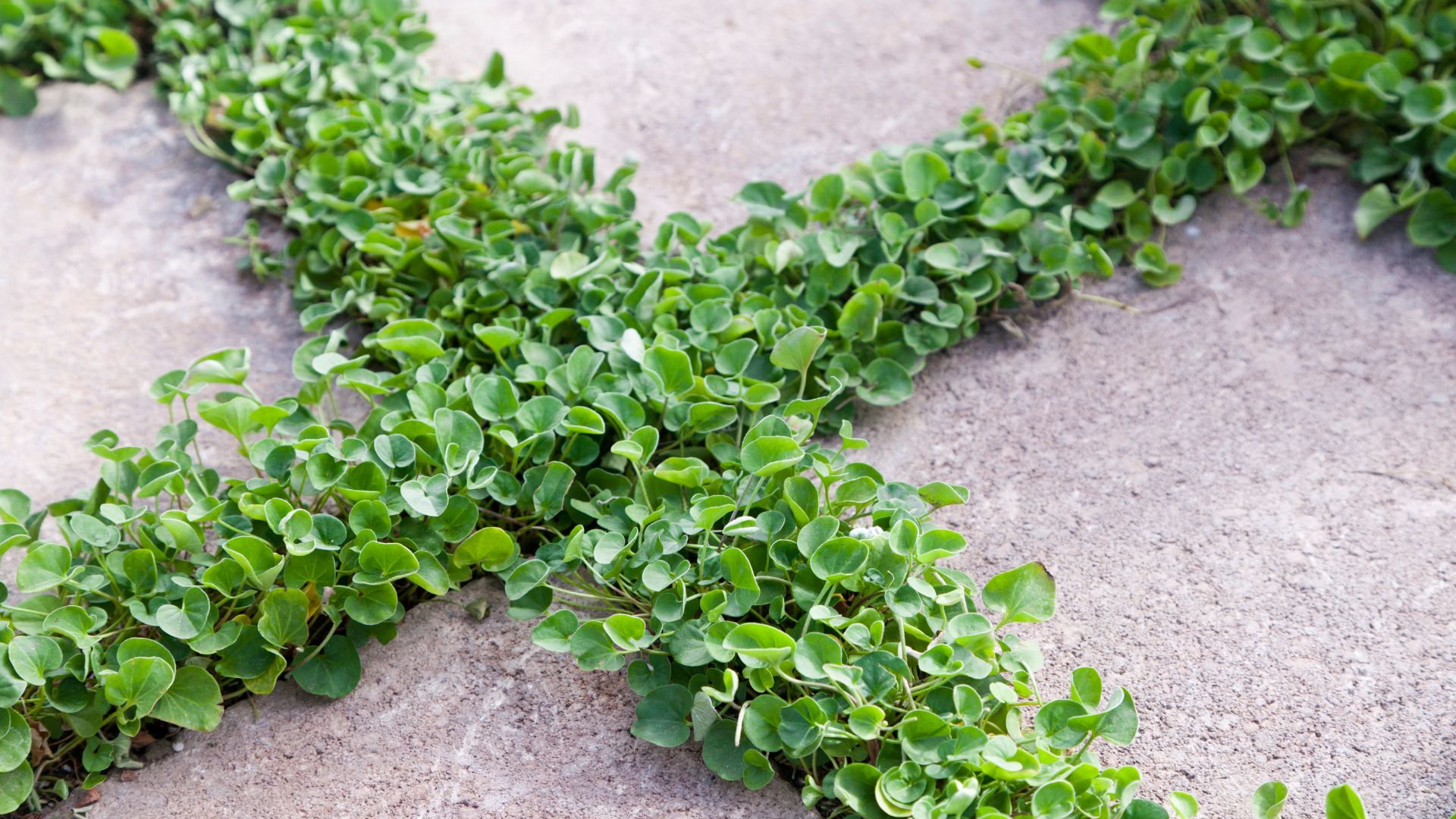 Discover The Perks Of Growing Dichondra Grass Instead Of A Traditional Lawn! 