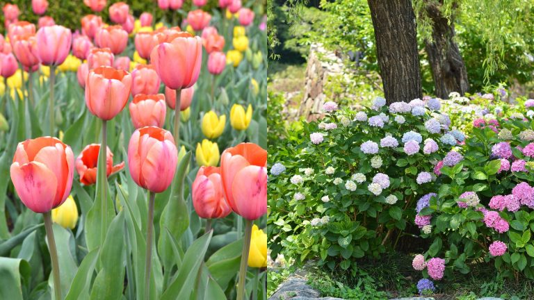 beautiful flowers for garden