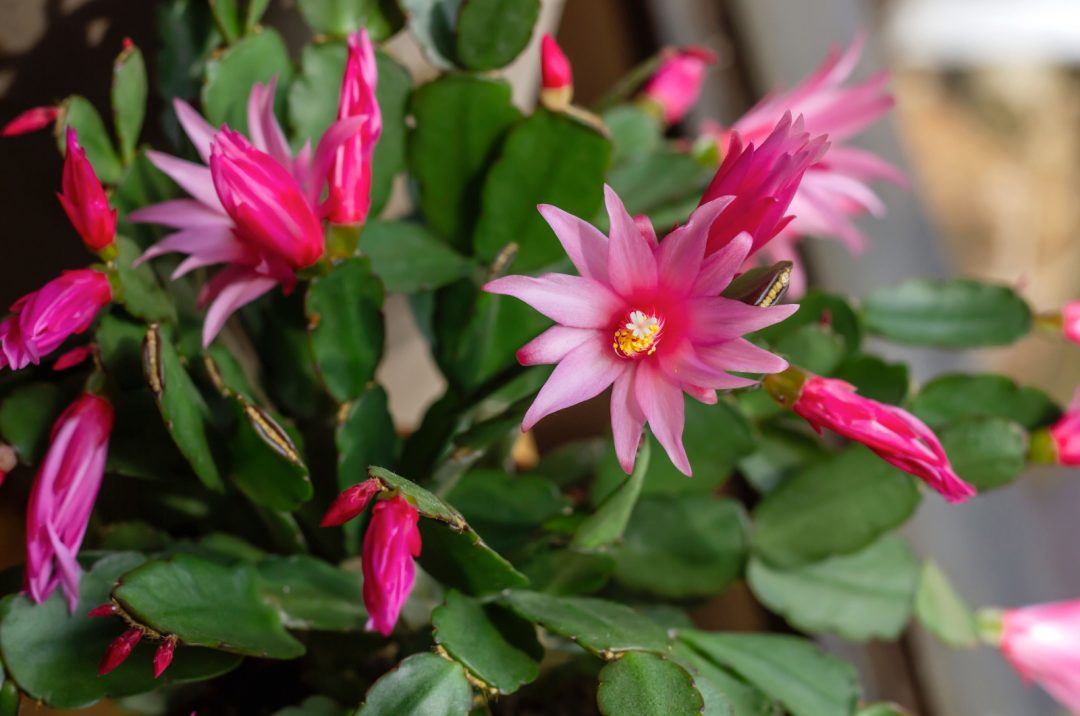 2 Ways To Tell Christmas And Easter Cactus Apart