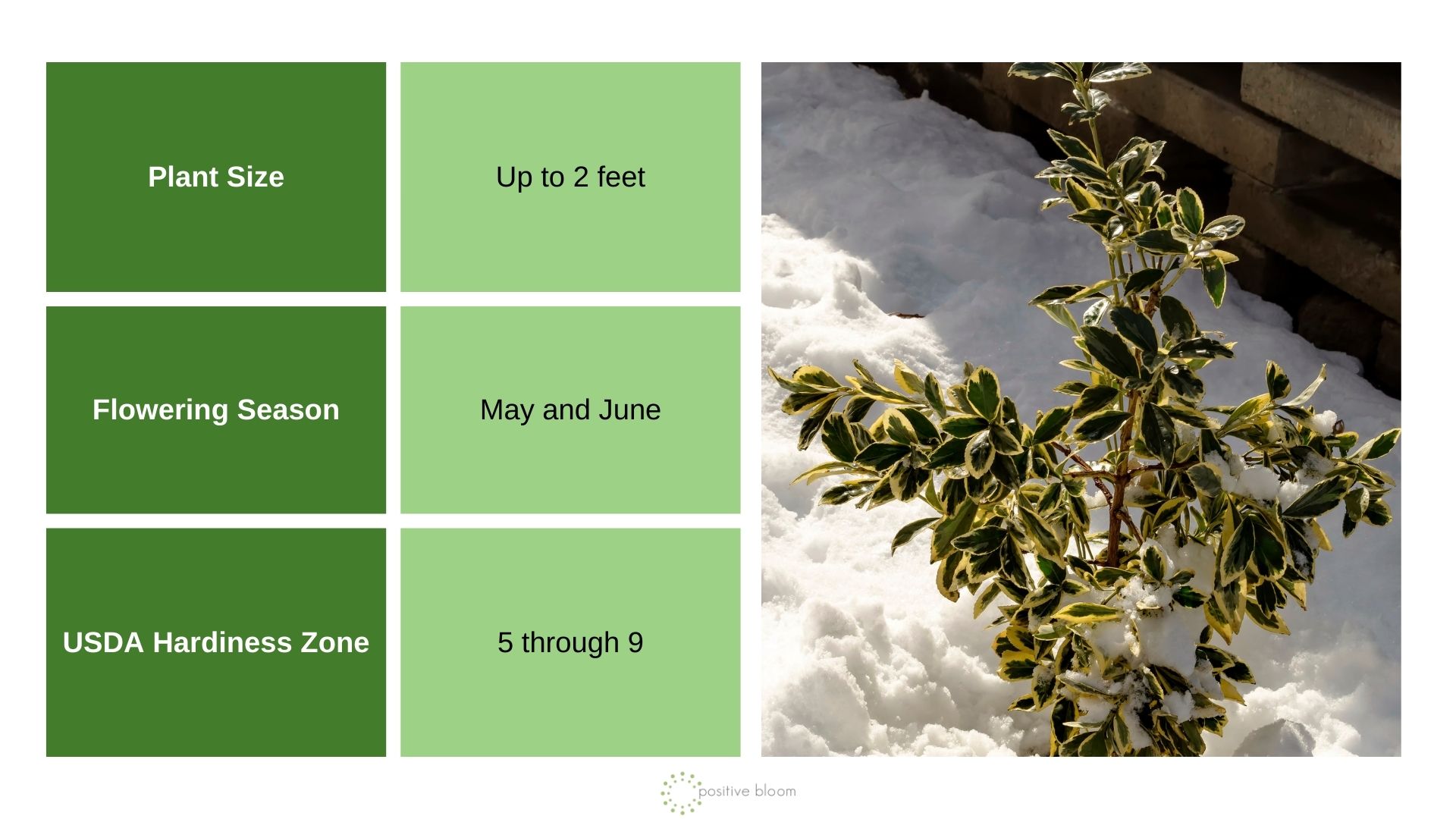 Euonymus fortunei info chart and photo