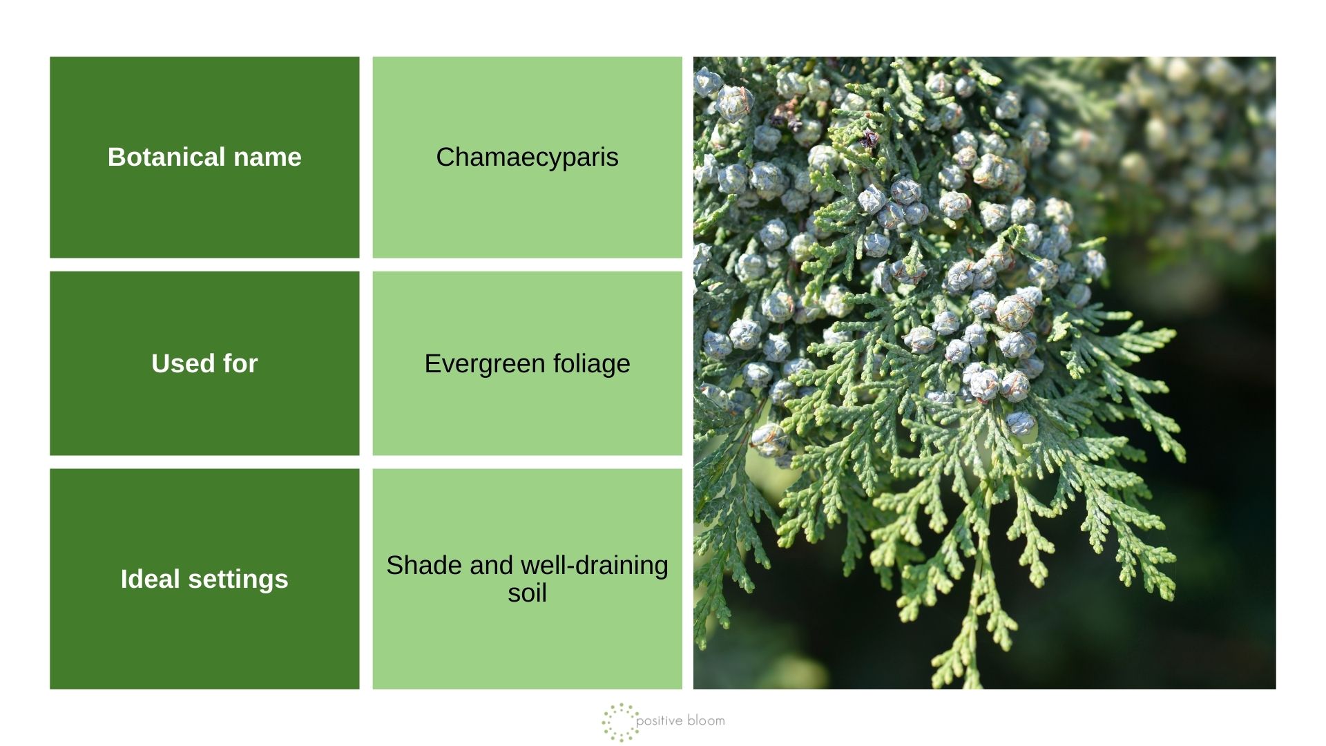 False Cypress info chart and photo