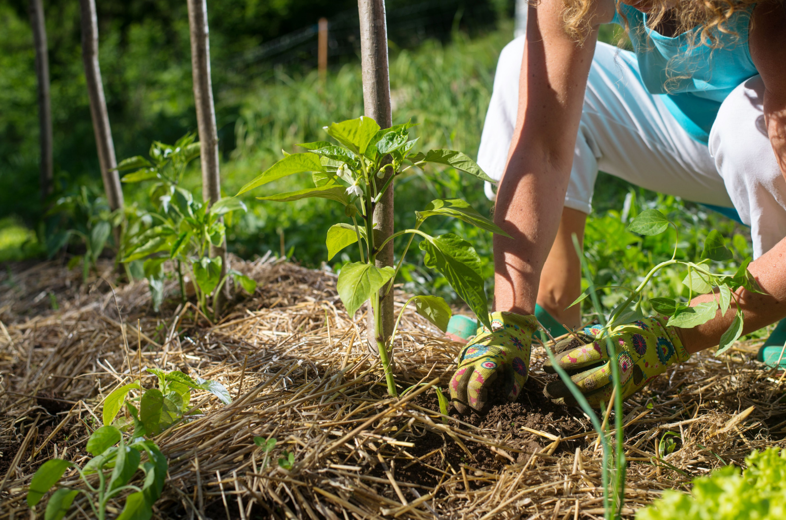 Female covering young capsicum plants with straw mulch