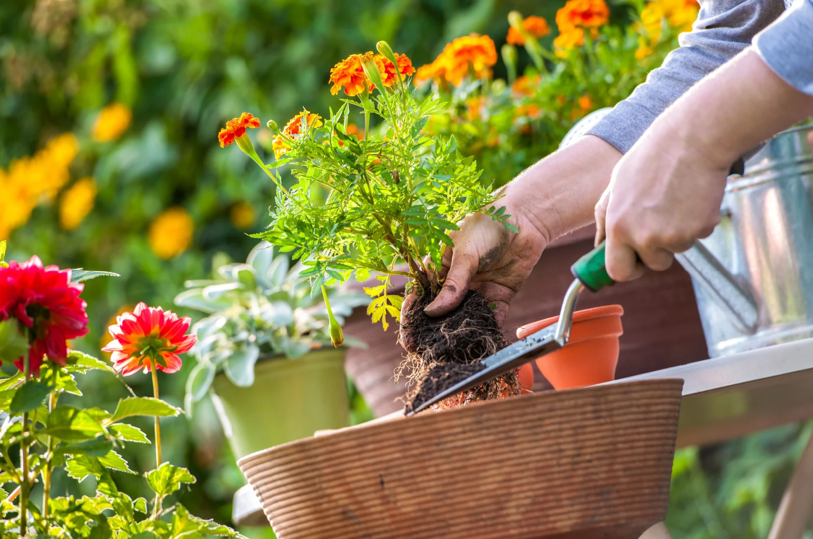 Gardeners hand planting flowers in pot