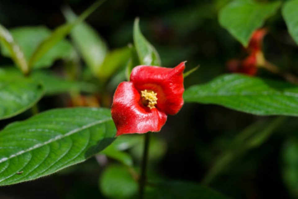 Meet The Girlfriend Kiss Flower And Learn How To Grow It