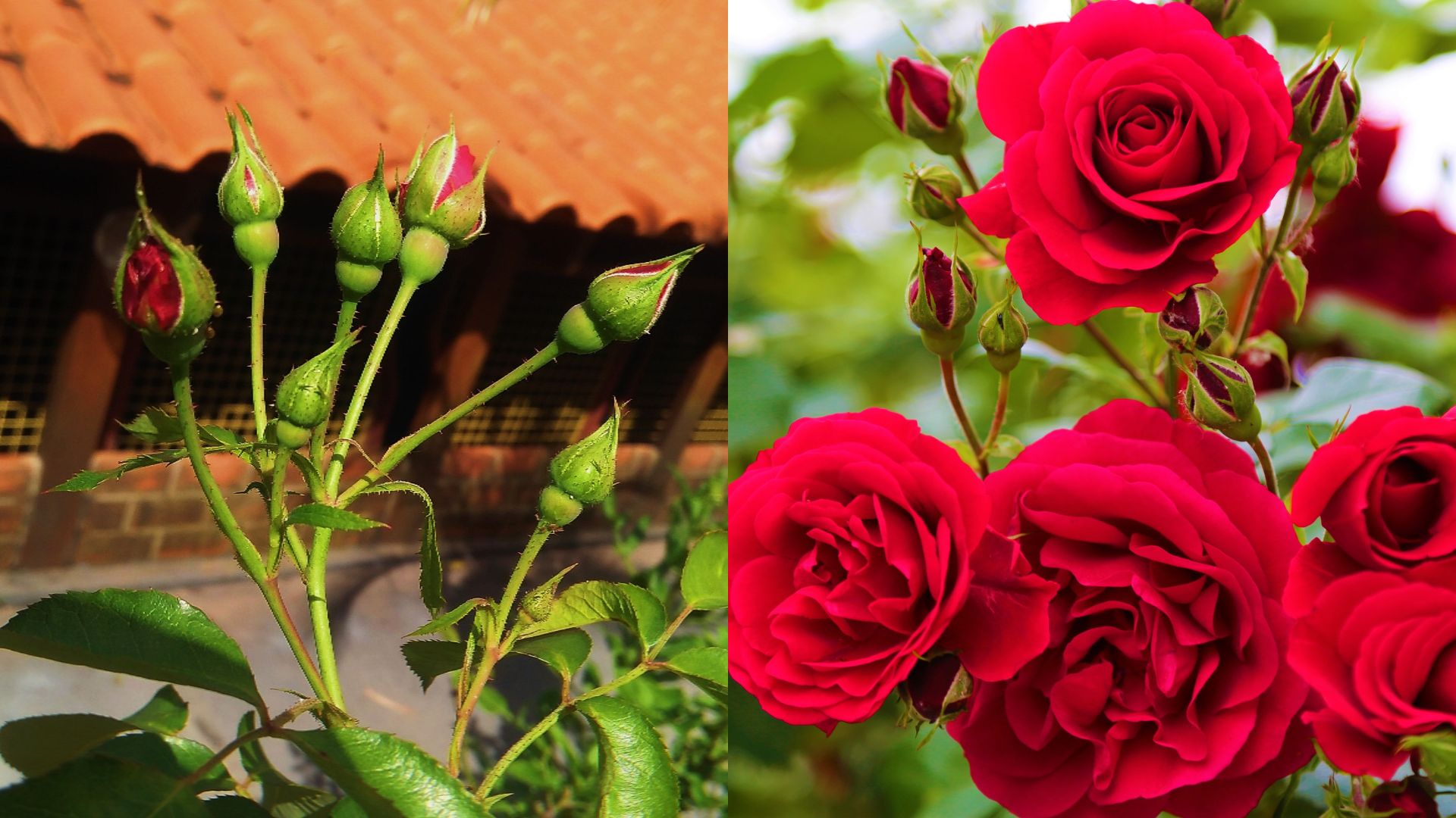 growing red roses from buds