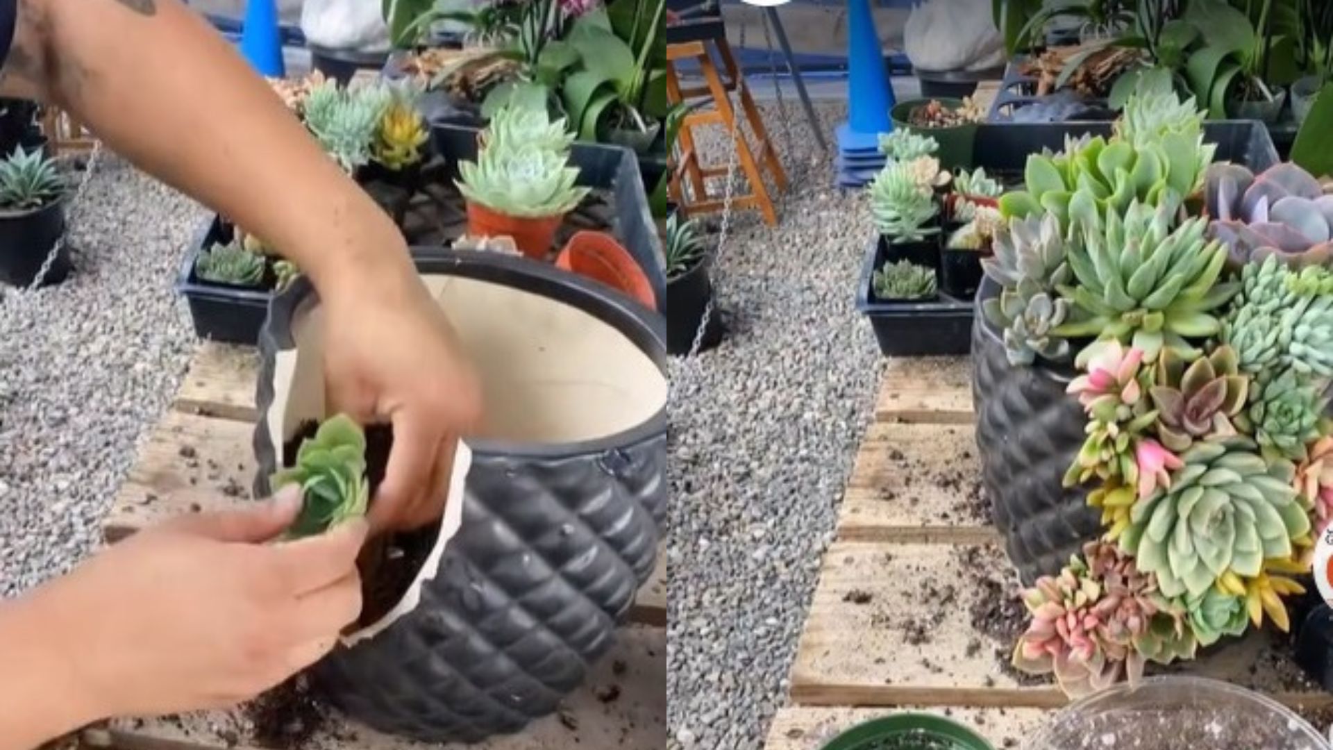 turn your cracked pot into a stunning succulent garden