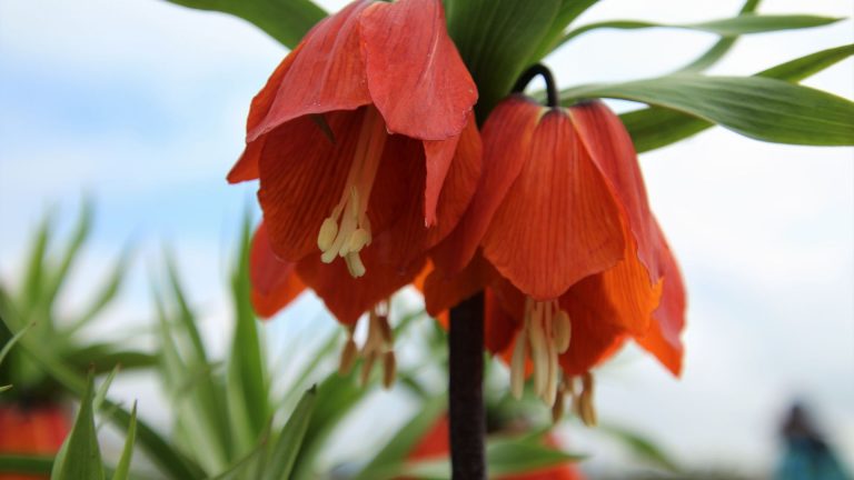 the stunning perennial that'll chase away destructive garden moles