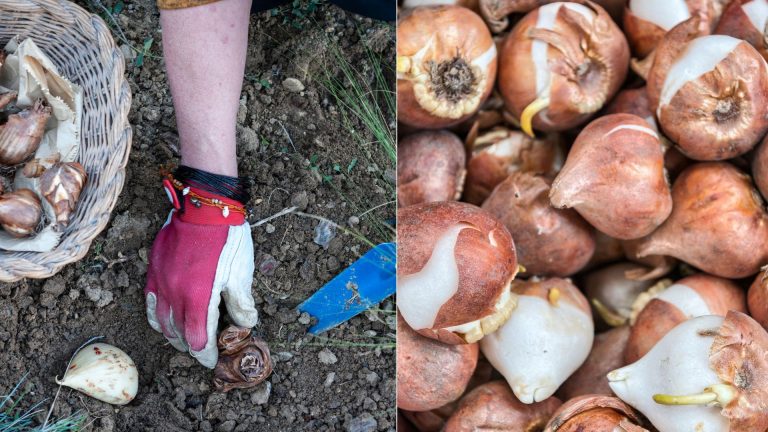 composting tulip bulbs