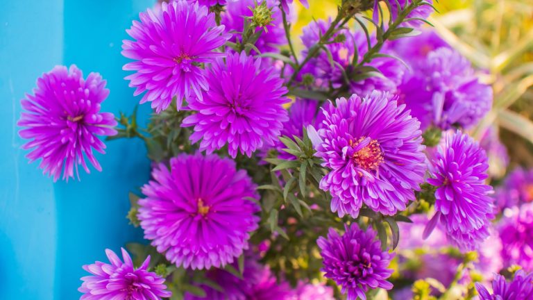 new york aster plant