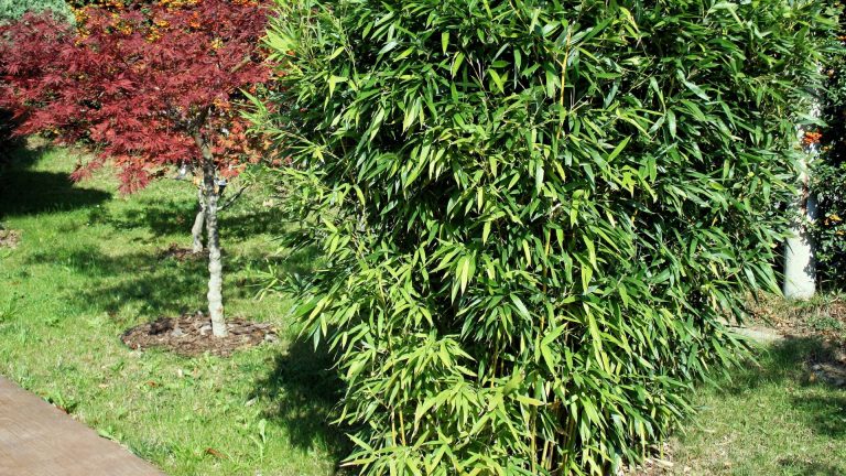 bamboo plant in garden
