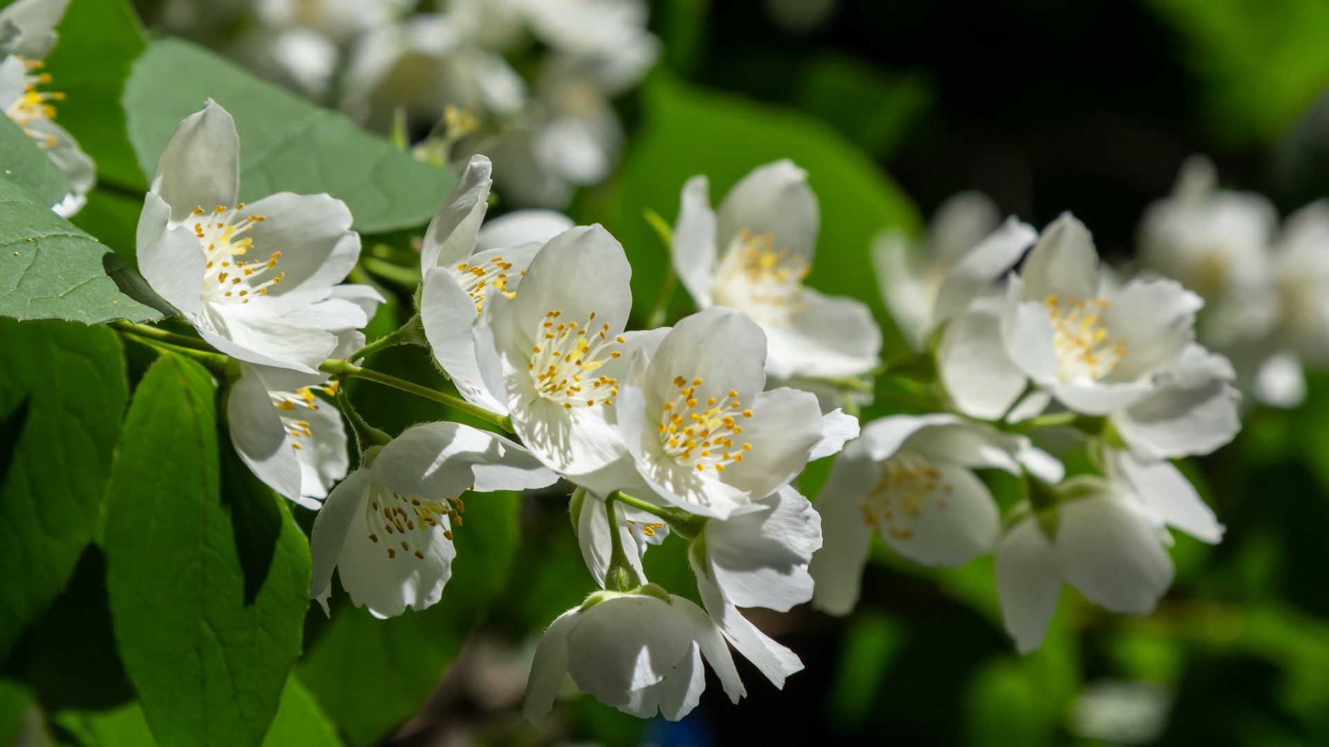 How To Grow And Care For Mock Orange