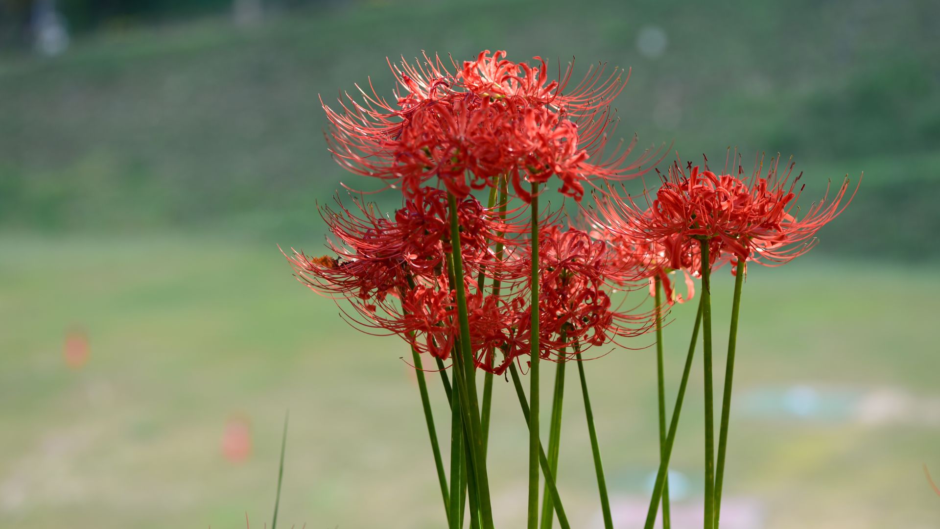 photo of spider lilies