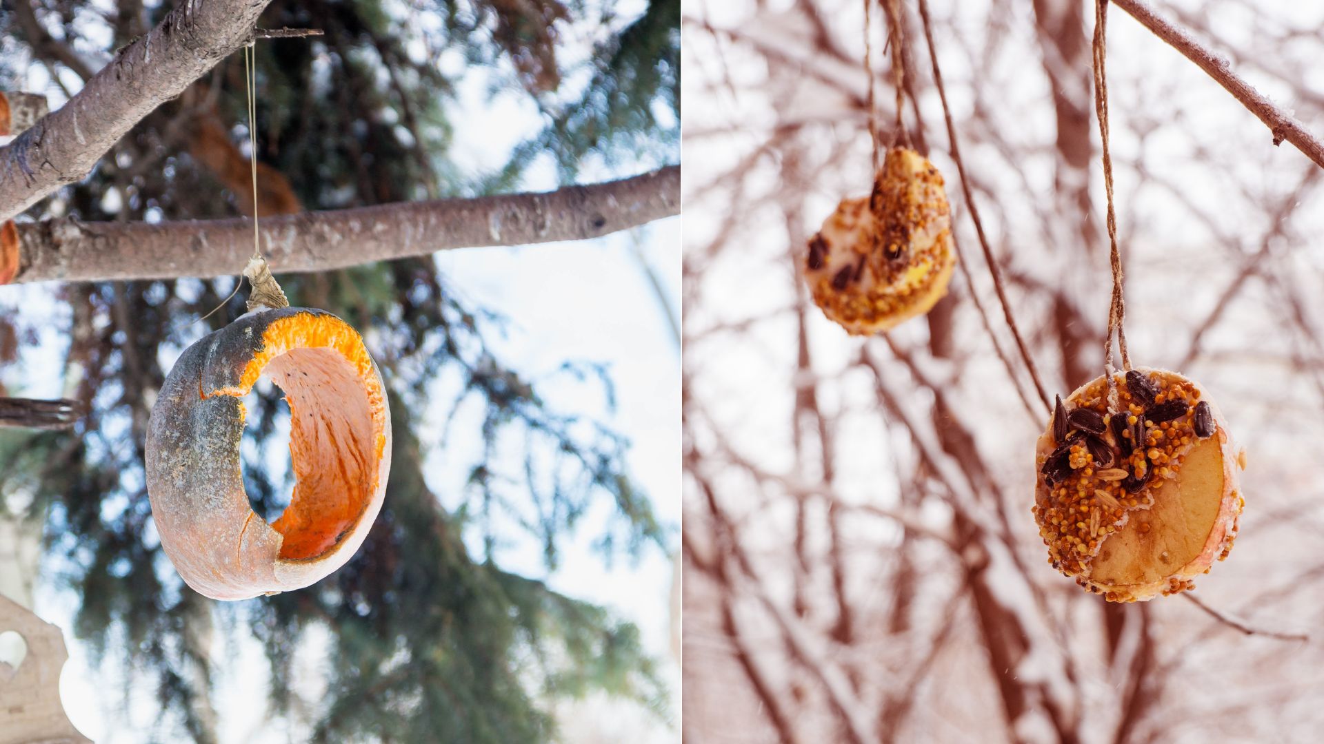 How To Make The Perfect DIY Pumpkin Bird Feeder For The Fall