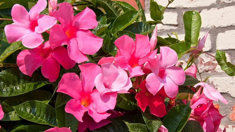pink mandevilla flowers