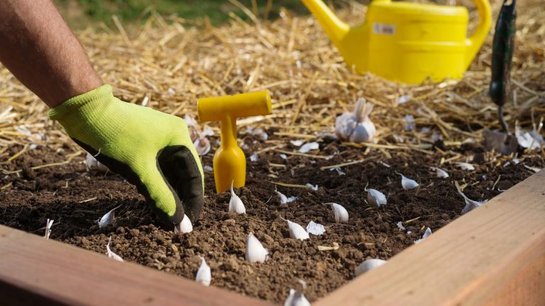 how to plant minor bulbs