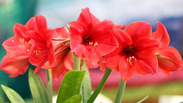 amaryllis flowers
