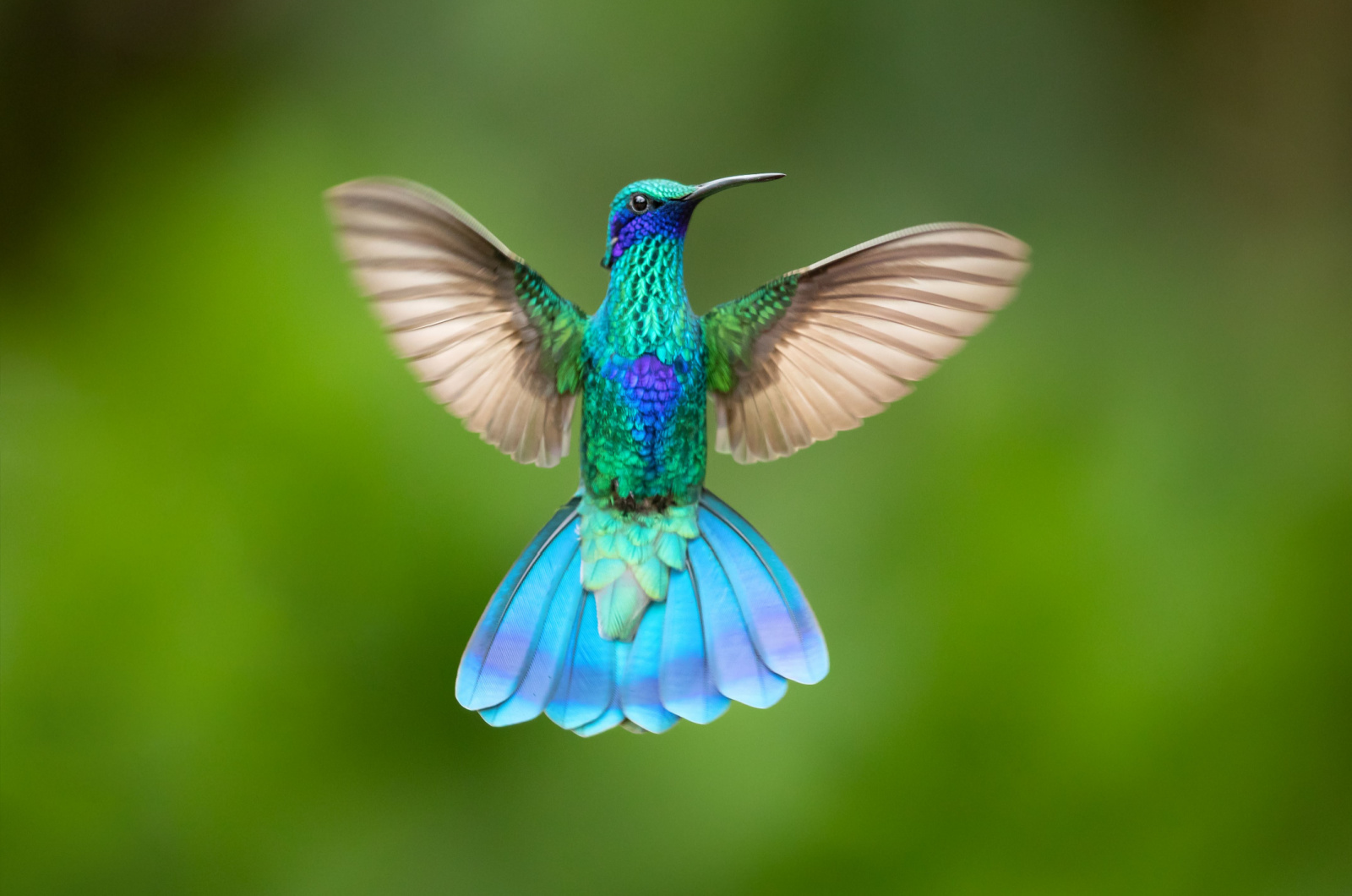 Hummingbird in a wild