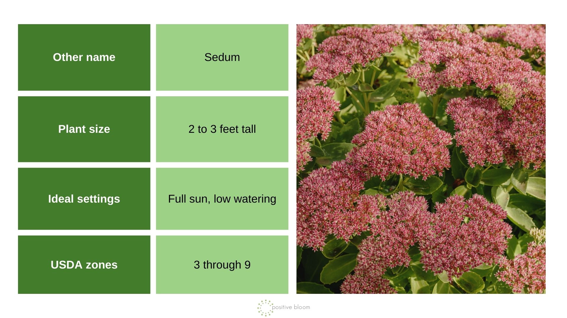 Hylotelephium ‘Autumn Joy’ info chart and photo