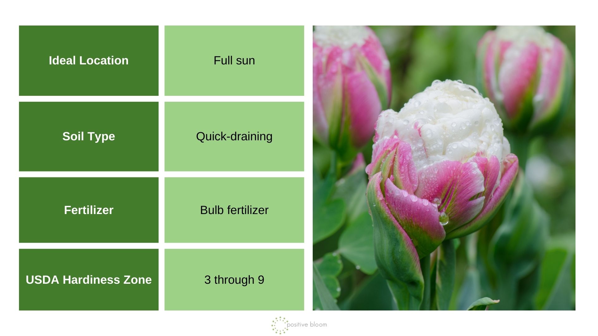 Ice Cream Tulip info chart and photo