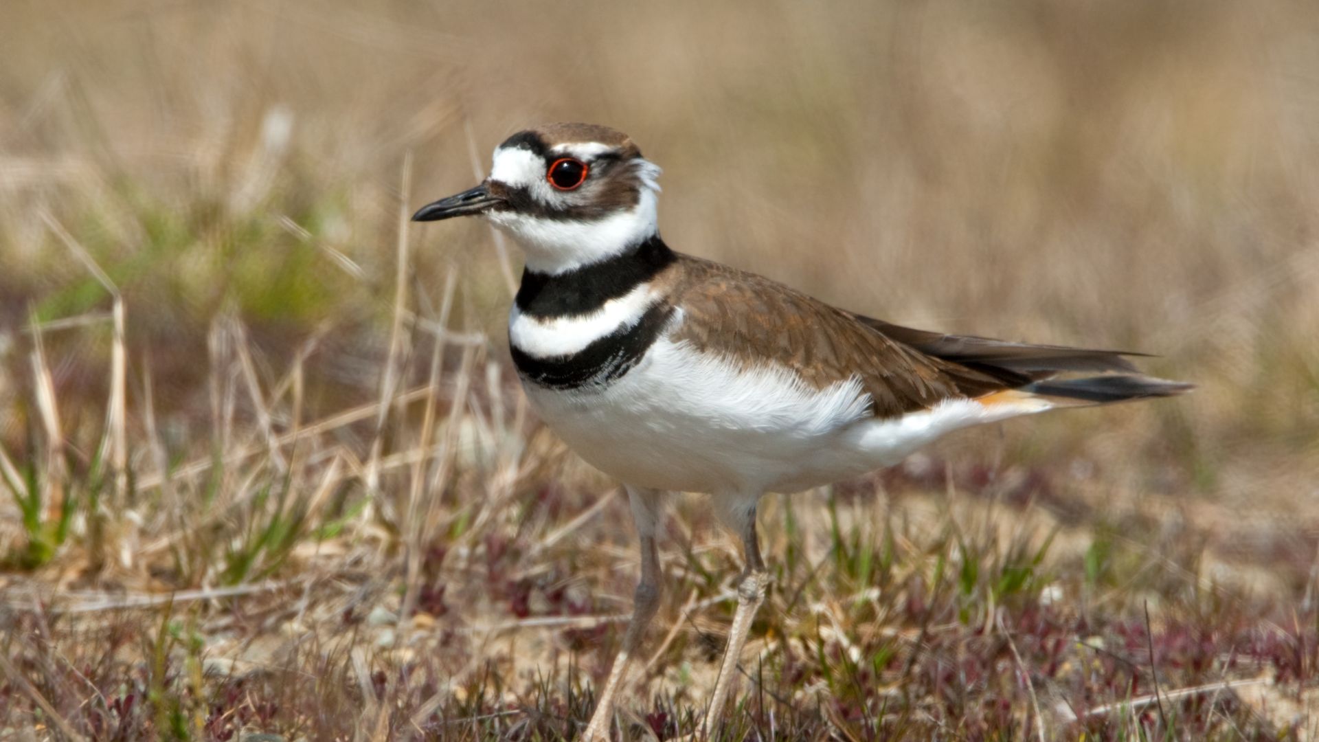 Invite Killdeer Birds To Your Garden With This Simple Addition