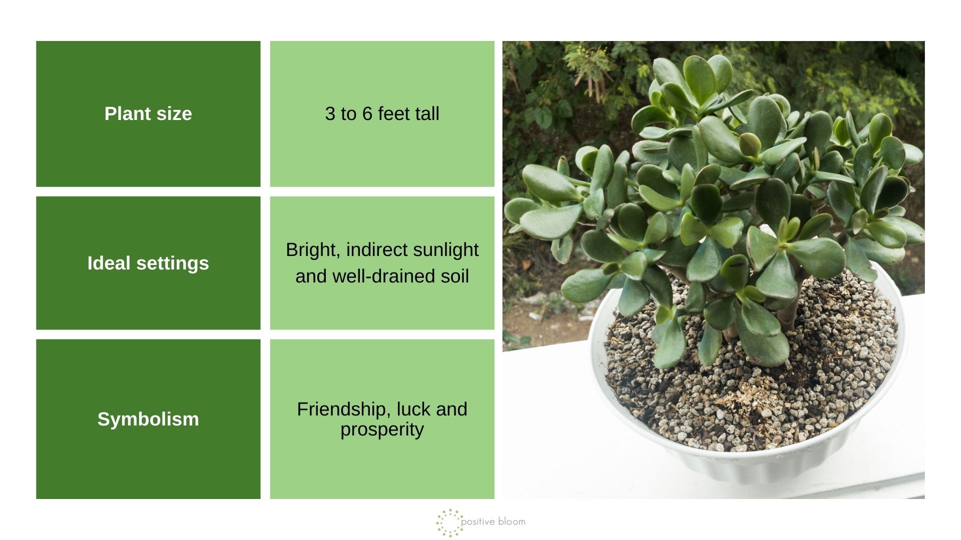 Jade Plant info chart and photo